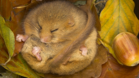Dormouse sales